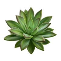 trachyphyllia on transparent background highly detailed png