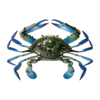 blue crab on transparent background highly detailed png