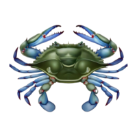 blue crab on transparent background highly detailed png