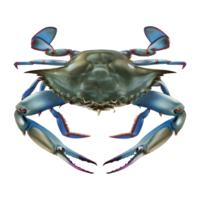 blue crab on transparent background highly detailed png