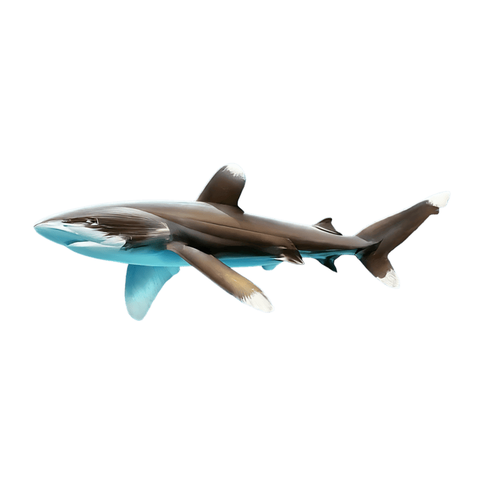 Baby Shark PNGs for Free Download