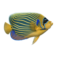 juvenile emperor angelfish on transparent background png