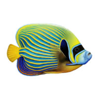 juvenile emperor angelfish on transparent background png
