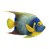 scribbled angelfish on transparent background png