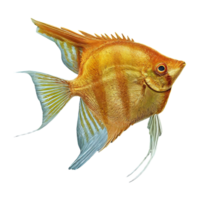 japanese angelfish on transparent background png
