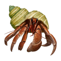 hermit crab on transparent background highly detailed png