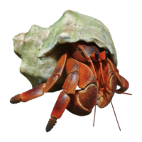 hermit crab on transparent background highly detailed png