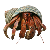 hermit crab on transparent background highly detailed png