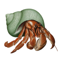 hermit crab on transparent background highly detailed png