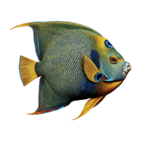 scribbled angelfish on transparent background png