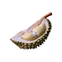 Durian isolated on transparent background png