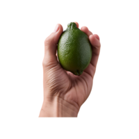 Finger Lime isolated on transparent background png