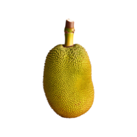 Jackfruit isolated on transparent background png
