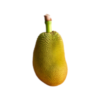 Jackfruit isolated on transparent background png
