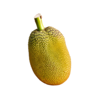 Jackfruit isolated on transparent background png