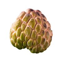 Sorb Apple isolated on transparent background png