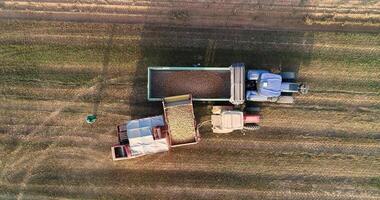 aerial zenithal with drone in a potato field during harvest, harvester emptying its load into a trailer video