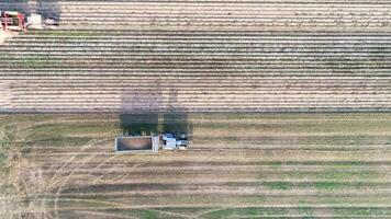 aerial drone view of a tractor with a combine harvester harvesting potatoes in fall video