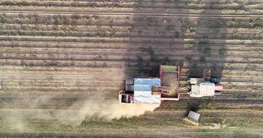 tractor with harvester harvesting potatoes, top view with side shot video