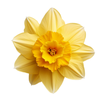 Daffodil top view isolated on transparent background png