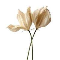 Dried white tulip isolated on transparent background png