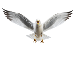 Flying Seagull isolated on transparent background png