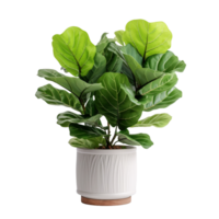 Fiddle Leaf Fig plant in a pot isolated on transparent background png