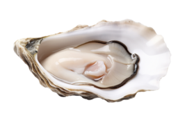 Fresh oyster isolated on transparent background png