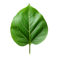 green leaf isolated on transparent background png