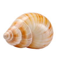 Large empty ocean snail shell isolated on transparent background png
