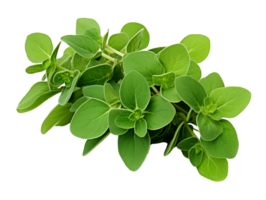 Oregano fresh herb leaves isolated on transparent background png