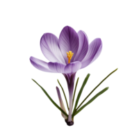 purple crocus flower isolated on transparent background png