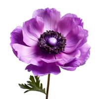 purple anemone flower isolated on transparent background png