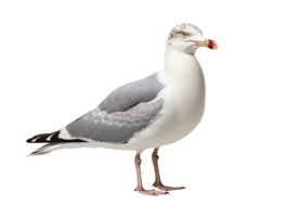 Seagull isolated on transparent background png