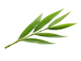 Single bamboo grass leaf isolated on transparent background png