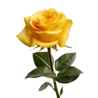 single yellow rose isolated on transparent background png