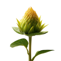Sunflower bud isolated on transparent background png
