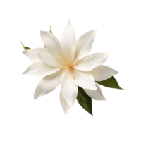Vanilla flower isolated on transparent background png