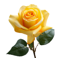 yellow rose isolated on transparent background png