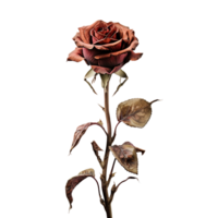 Withered dry rose isolated on transparent background png