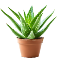 Alovera on transparent isolated background png