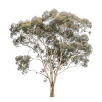 Eucalyptus Ovata Tree Isolated on Transparent Background png