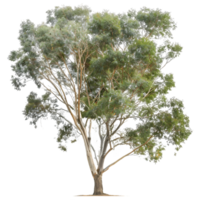 Eucalyptus Ovata Isolated on Transparent png