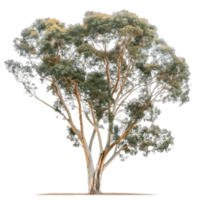 Eucalyptus Ovata Tree with Clear Background png