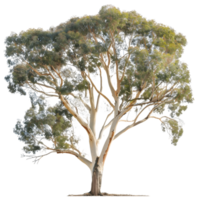 Eucalyptus Ovata Tree on Transparent Background Cutout png