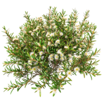 Leptospermum Petersonii Isolated on Transparent Background png
