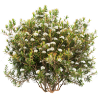 Leptospermum Petersonii Bush Isolated on Clear Background png
