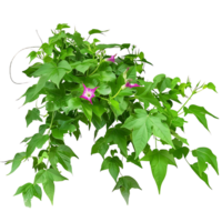 Ipomoea Horsfalliae on Transparent Background png