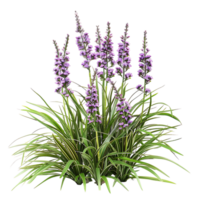 Liriope Spicata on Transparent Background png
