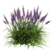 Liriope Spicata Bush Isolated on Transparent Background png